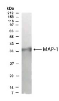 Western Blot: MAP1 AntibodyBSA Free [NB500-227]