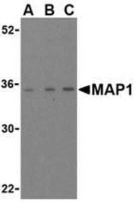 Western Blot: MAP1 AntibodyBSA Free [NBP1-76453]