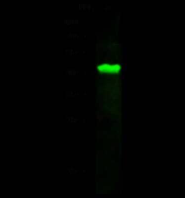 Western Blot: MAP1 Antibody [NBP2-98818]