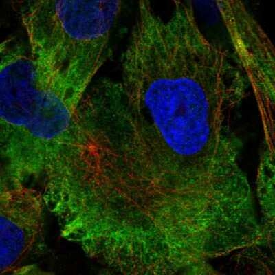 Immunocytochemistry/ Immunofluorescence: MAP1A Antibody [NBP2-56510]