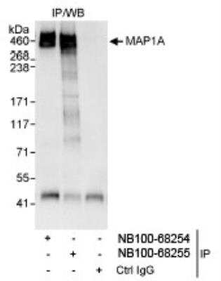 Immunoprecipitation: MAP1A Antibody [NB100-68254]