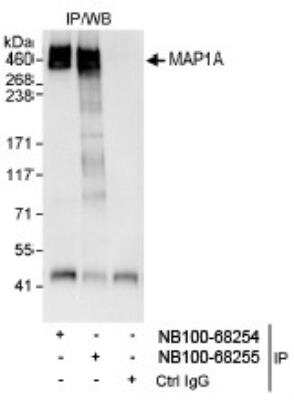 Immunoprecipitation: MAP1A Antibody [NB100-68255]