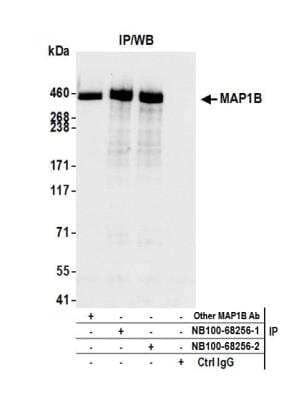 Immunoprecipitation: MAP1B Antibody [NB100-68256]