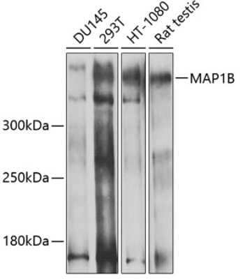 Western Blot: MAP1B AntibodyBSA Free [NBP3-04801]