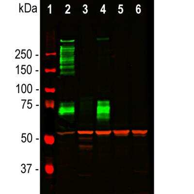 Western Blot: MAP2 Antibody (2C4) [NBP2-50032]