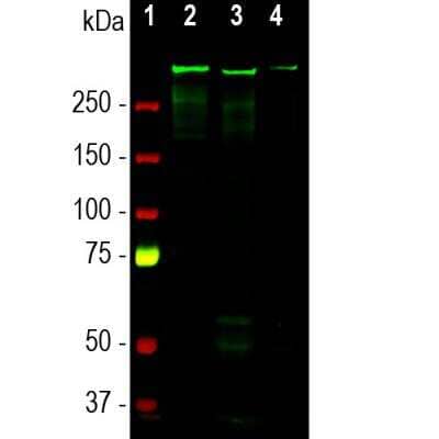 Western Blot: MAP2 Antibody (4H5) [NBP2-25156]