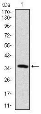 Western Blot: MAP2 Antibody (5B7)BSA Free [NBP2-37734]