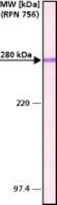 Western Blot: MAP2 Antibody (HM-2)BSA Free [NB120-11267]