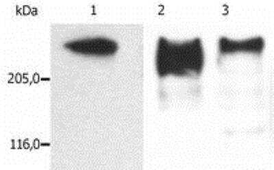 Western Blot: MAP2 Antibody (MT-01)BSA Free [NB500-415]