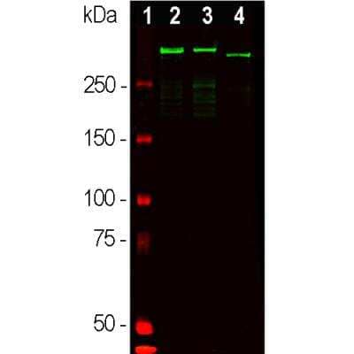 Western Blot Detection of MAP2 in Rat Brain Tissue Lysates