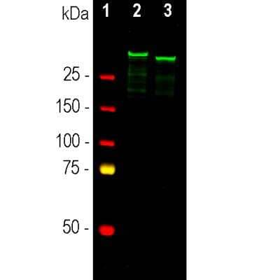 Western Blot: MAP2 Antibody [NBP3-05552]