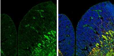 Immunohistochemistry-Frozen: MAP3K12 Antibody [NBP2-17218]