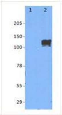 Western Blot: MAP3K12 Antibody [NBP1-46063]