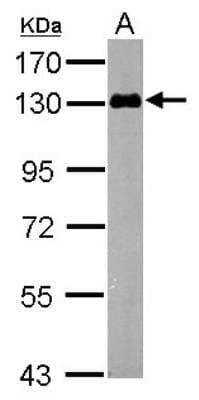 Western Blot: MAP3K12 Antibody [NBP2-17218]