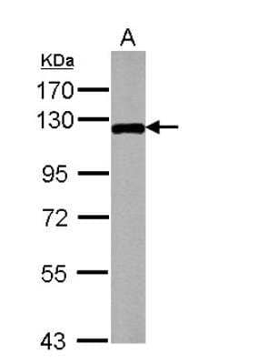 Western Blot: MAP3K12 Antibody [NBP2-17218]