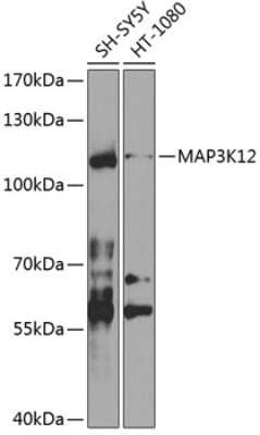 Western Blot: MAP3K12 AntibodyBSA Free [NBP3-04524]