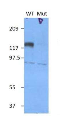 Western Blot: MAP3K12 Antibody [NBP3-12508]