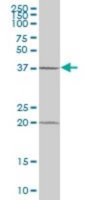 Western Blot: MAP3K12 binding inhibitory protein 1 Antibody [H00051562-B01P]