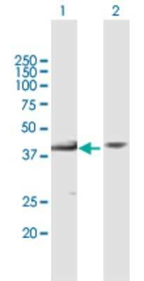 Western Blot: MAP3K12 binding inhibitory protein 1 Antibody [H00051562-B01P]