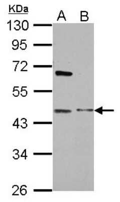 Western Blot: MAP3K12 binding inhibitory protein 1 Antibody [NBP2-17219]