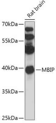 Western Blot: MAP3K12 binding inhibitory protein 1 AntibodyAzide and BSA Free [NBP3-03462]