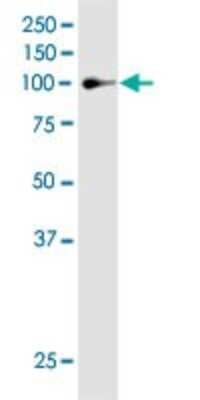 Western Blot: MAP3K13 Antibody (4H7) [H00009175-M04]