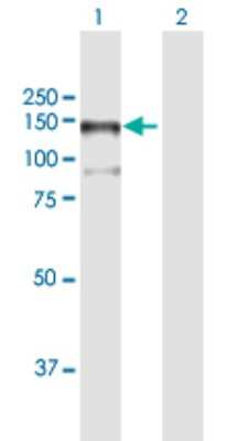 Western Blot: MAP3K13 Antibody [H00009175-B01P]