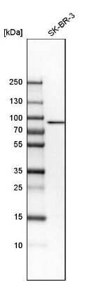 Western Blot: MAP3K13 Antibody [NBP1-81272]