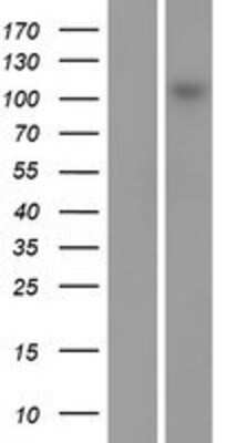 Western Blot: MAP3K13 Overexpression Lysate [NBP2-07835]