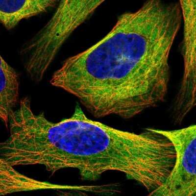 Immunocytochemistry/ Immunofluorescence: MAP4 Antibody [NBP1-85874]