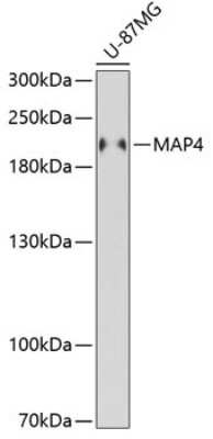 Western Blot: MAP4 AntibodyAzide and BSA Free [NBP3-05184]