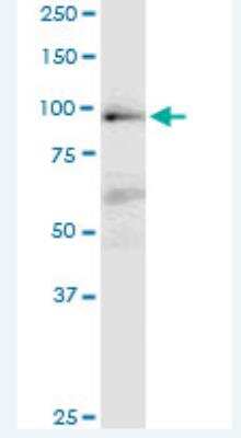 Western Blot: MAP4K1 Antibody (1G6) [H00011184-M02-100ug]
