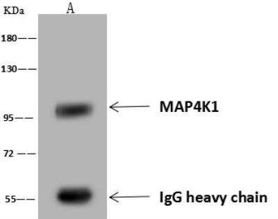 Immunoprecipitation: MAP4K1 Antibody [NBP3-12577]