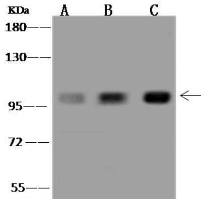 Western Blot: MAP4K1 Antibody [NBP3-12577]