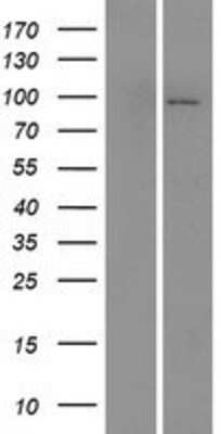 Western Blot: MAP4K1 Overexpression Lysate [NBP2-07520]