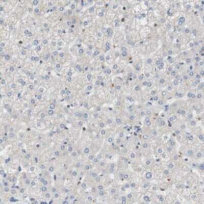 Immunohistochemistry-Paraffin: MAP4K2 Antibody [NBP1-88584]