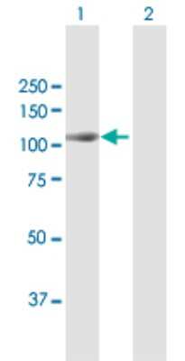 Western Blot: MAP4K2 Antibody [H00005871-B01P]