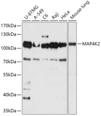 Western Blot: MAP4K2 AntibodyAzide and BSA Free [NBP3-05105]