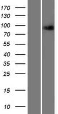 Western Blot: MAP4K2 Overexpression Lysate [NBP2-07852]