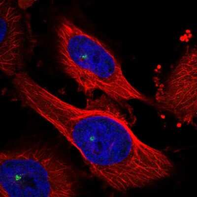 Immunocytochemistry/ Immunofluorescence: MAP4K3 Antibody [NBP1-81824]