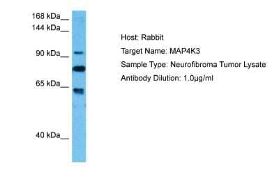 Western Blot: MAP4K3 Antibody [NBP2-83181]