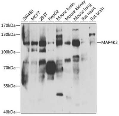 Western Blot: MAP4K3 AntibodyBSA Free [NBP3-05154]