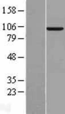 Western Blot: MAP4K3 Overexpression Lysate [NBL1-12860]