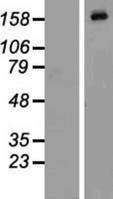 Western Blot: HGK/MAP4K4 Overexpression Lysate [NBL1-12861]