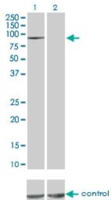 Western Blot: MAP4K5 Antibody (3H3) [H00011183-M01]