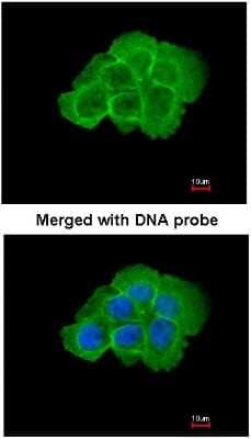 Immunocytochemistry/ Immunofluorescence: MAP4K5 Antibody [NBP1-31234]