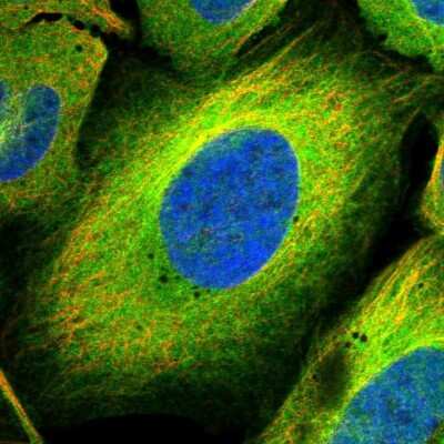 Immunocytochemistry/ Immunofluorescence: MAP4K5 Antibody [NBP1-83385]