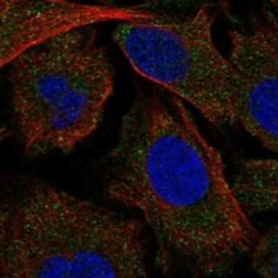 Immunocytochemistry/ Immunofluorescence: MAP4K5 Antibody [NBP3-17886]