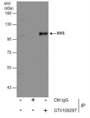 Immunoprecipitation: MAP4K5 Antibody [NBP1-31234]