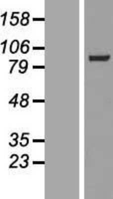 Western Blot: MAP4K5 Overexpression Lysate [NBL1-12862]